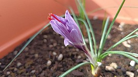 Fiore di zafferano
