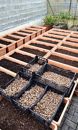 I bulbi di crocus sativus, in attesa del nuovo impianto a terra