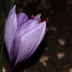 Fiore di zafferano