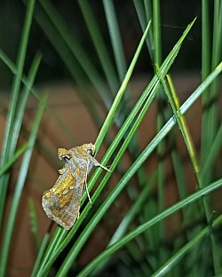 Biodiversità